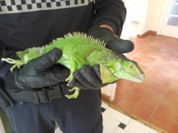 Iguana capturada en Nerja