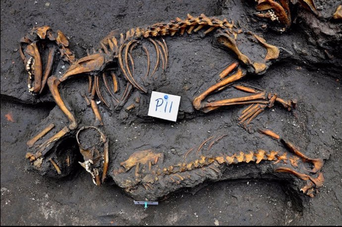 Perros prehispánicos hallados en México