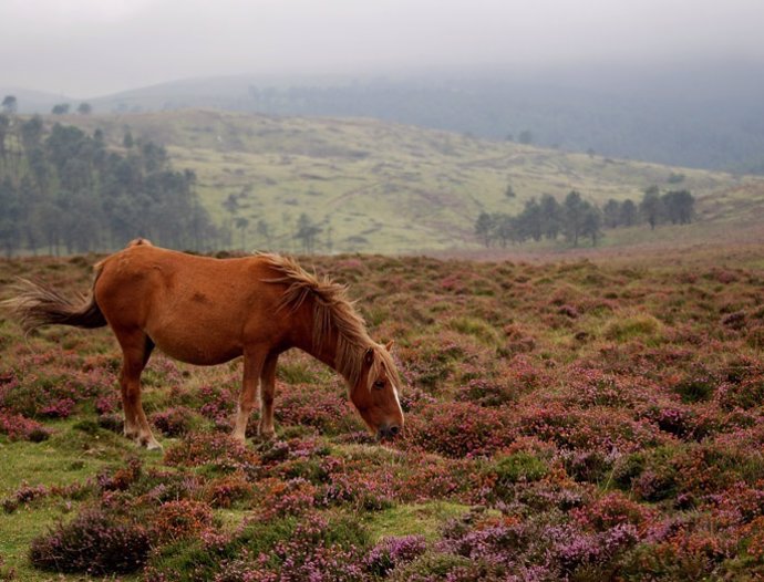 Un caballo gallego de monte