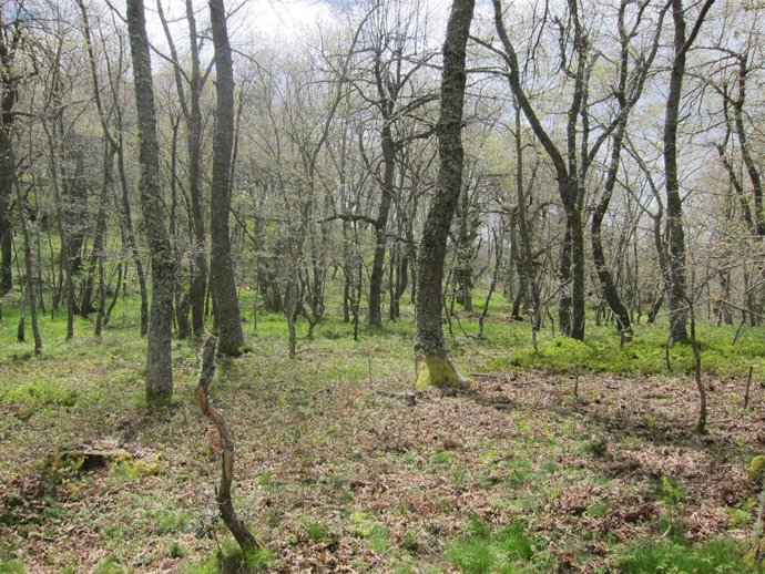 Árboles del valle de Liébana