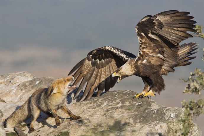'Amago de reyerta', de José Luis Valiña, para el concurso de fotos de FIO