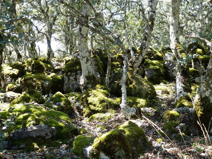 Musgo, monte, bosque