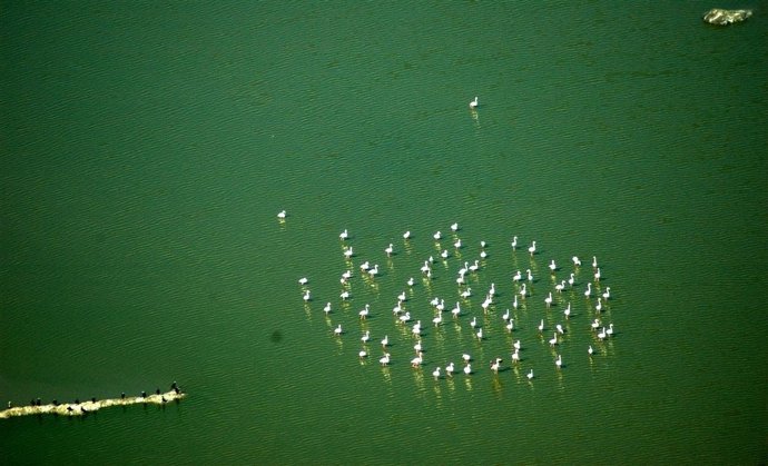 Colonia de flamencos