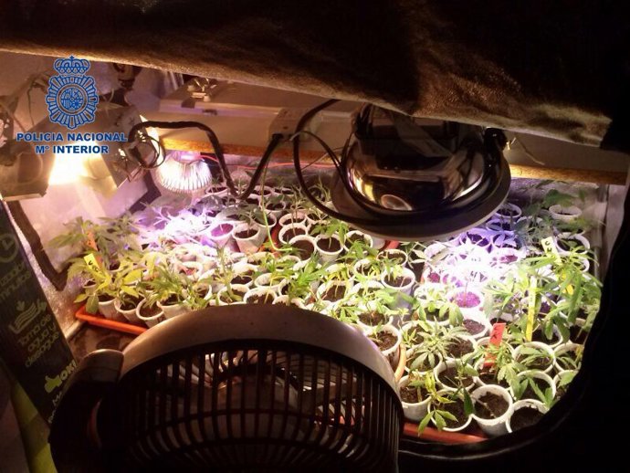 Plantación de marihuana desmantelada en Gandia