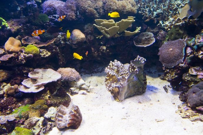 Almeja Tropical de 40 centímetros en un acuario del Oceanogràfic