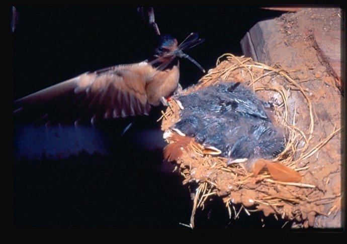 Golondrina cebando a sus crías con una libélula