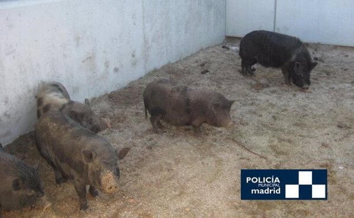 Cerdos vietnamitas capturados junto al Manzanares