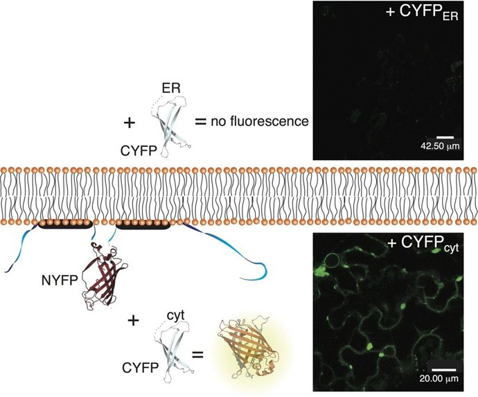 Disposición de la proteína de movimiento 30K del virus del mosaico del tabaco 