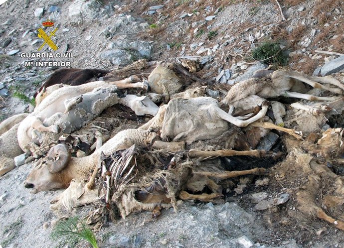 Imágenes en un barranco