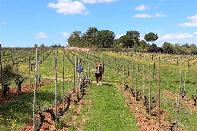 Recaredo labra sus fincas con animales