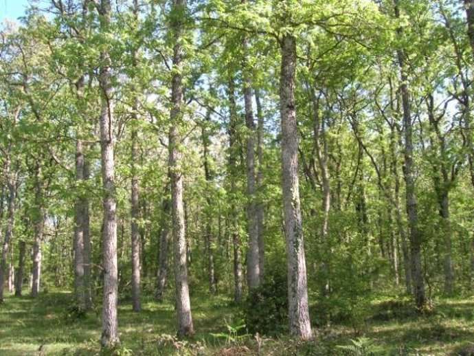 El parque natural de izki en Álava