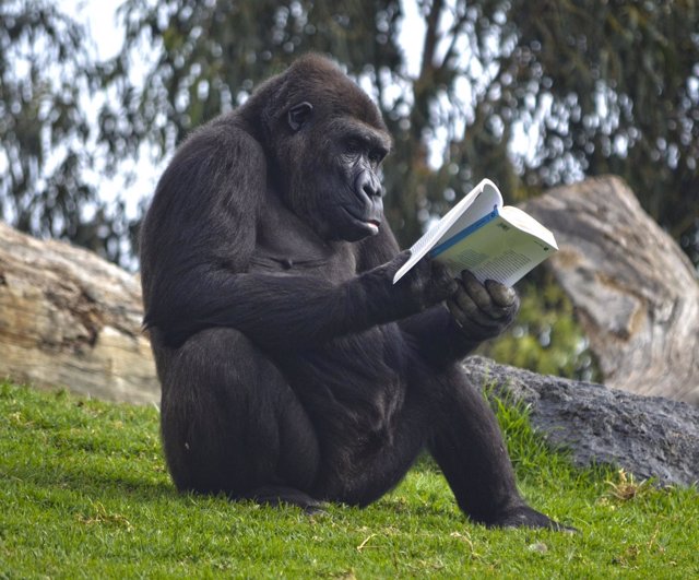 La gorila Fossey con el libro Yo Mono de Pablo Herreros 