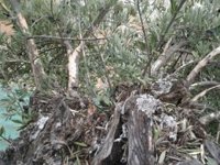 Pérdidas del 80% en explotaciones de Cuenca por plaga de conejos