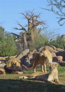 Sexto cumpleaños de Bioparc