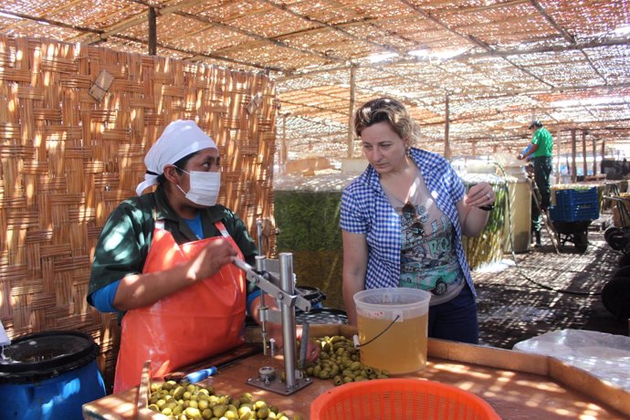 La UNIA Estudia Organizar Un Curso Sobre El Cultivo Del Olivar En Tacna (Perú)