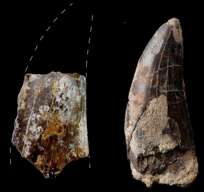Dientes de carnívoros megalosáuridos