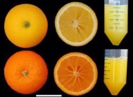 Obtienen naranjas más ricas en antioxidantes