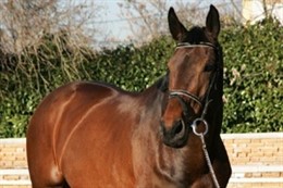 Uno de los caballos incluidos en la subasta del Ministerio de Defensa