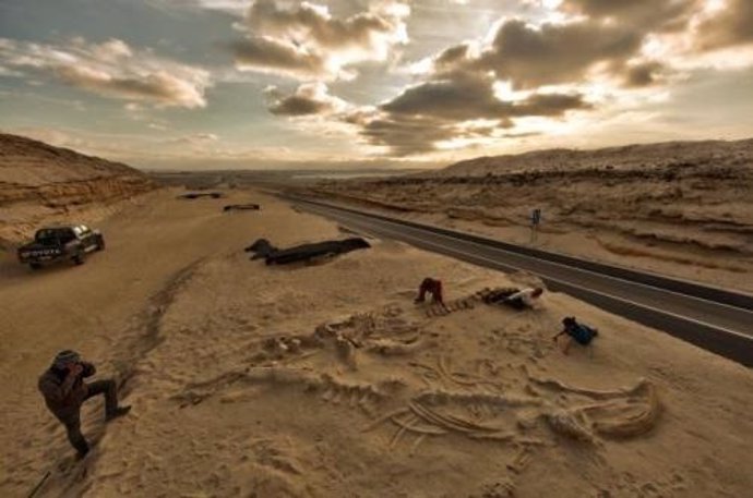 Varamientos de ballenas en el desierto de Chile