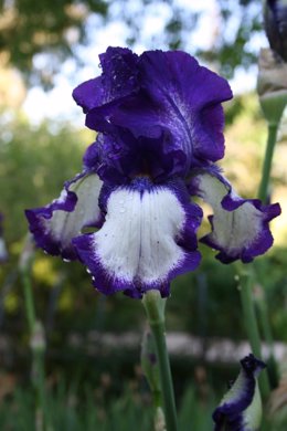 Iris germanica. Flor.