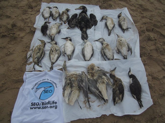 Aves marinas muertas recogidas en la playa de Somo