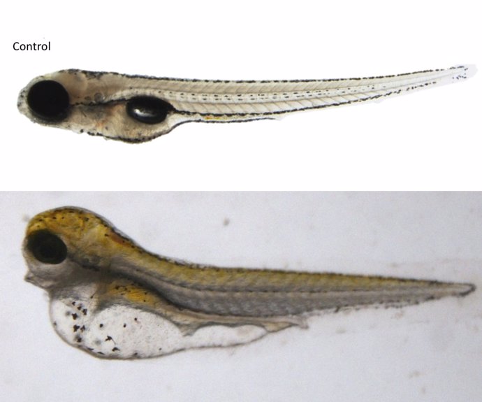 Embriones de pez cebra (el de abajo con edema por exposición a contaminantes)