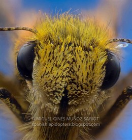 Cabeza de la Borbo borbonica zelleri