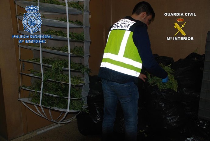 Plantaciones de marihuana en Sabadell