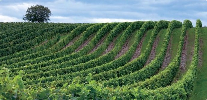 Campo, agricultura, olivos, vino