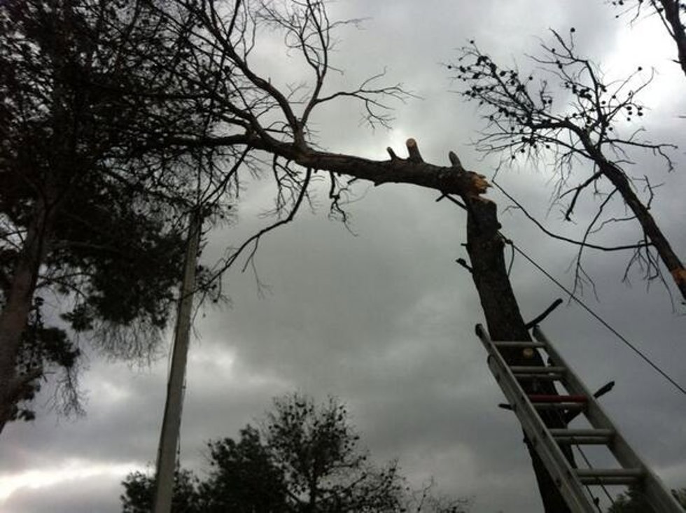 Árbol Tronchado Por El Viento