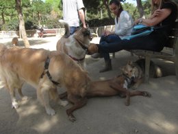 Perros en el parque Joan Miró de Barcelona