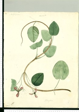 Fotografía del archivo del Real Jardín Botánico