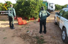 Hurto de naranjas en Nules