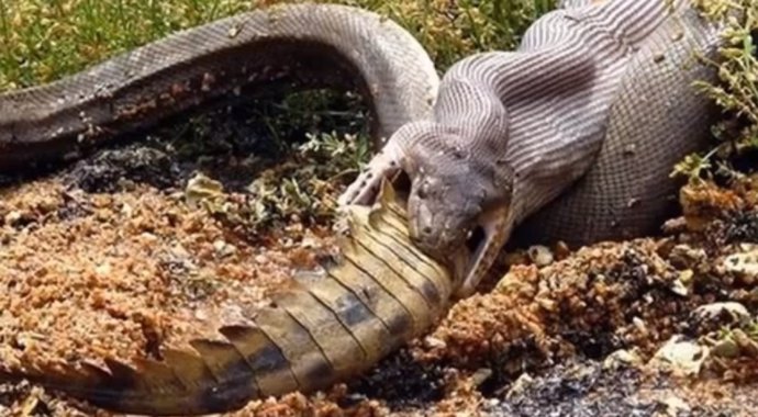 Serpiente pitón devora a un cocodrilo