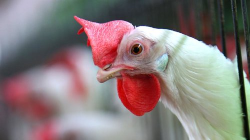 Pollo, gallina, gallinas, granja de aves