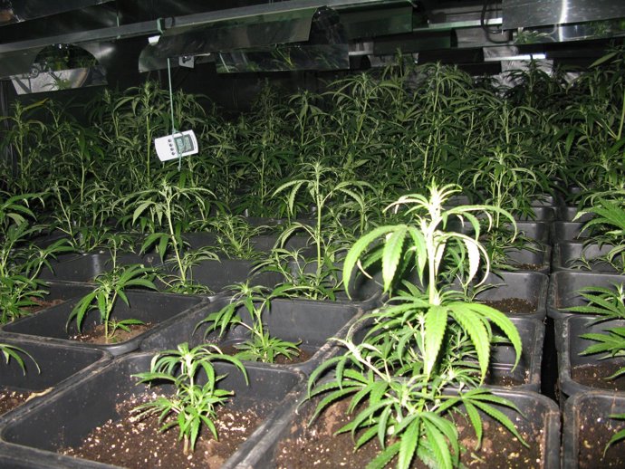 Plantación de Marihuana desmantelada en Chipiona