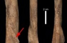 Pata delantera de un félido 'dientes de sable' hallada en Alfambra.