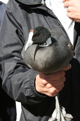 Suelta de Focha Moruna en Sollana