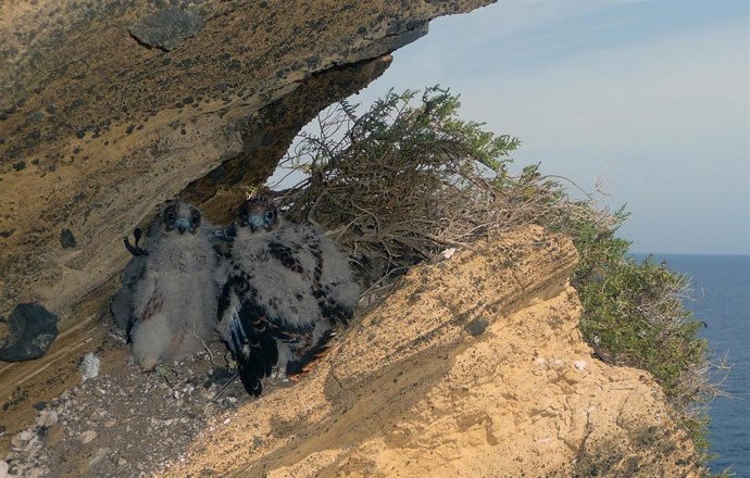 Parejas De Halcón De Eleonor Reproducidas En Las Columbretes