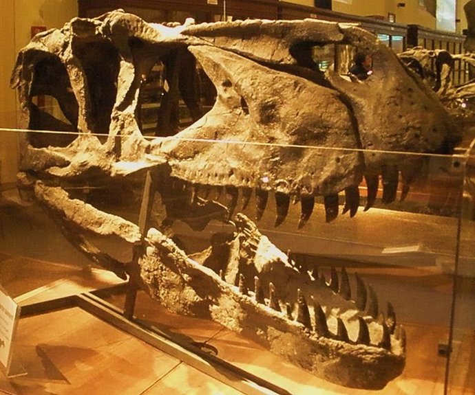  Fósil De Torvosaurus Tanneri, Dinosaurio