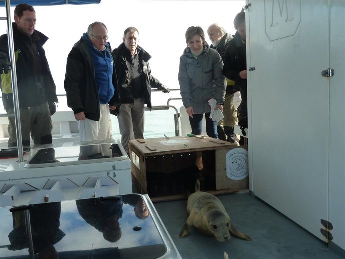 Suelta de una foca recuperada de sus heridas.