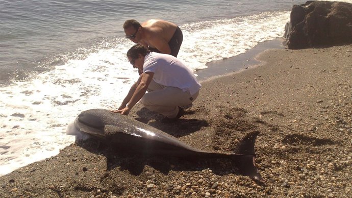 Delfín muerto en Almuñécar