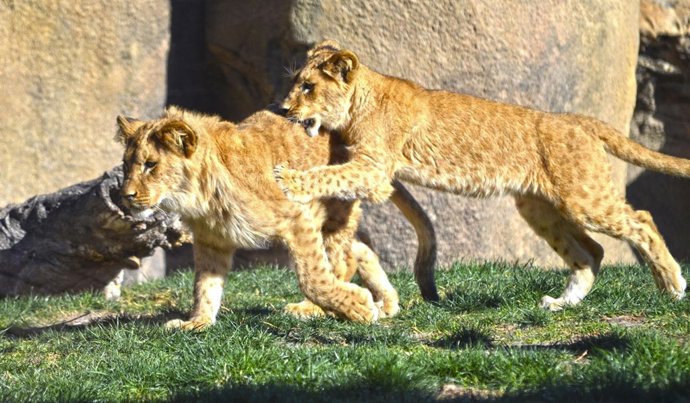 Kenzo y Naadhira cumplen 7 meses en Bioparc Valencia.