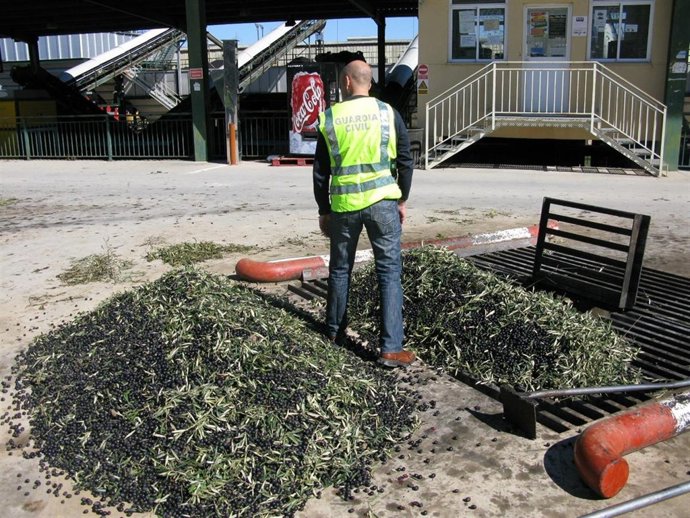 Agente de la Guardia Civil junto a las aceitunas supuestamente sustraidas
