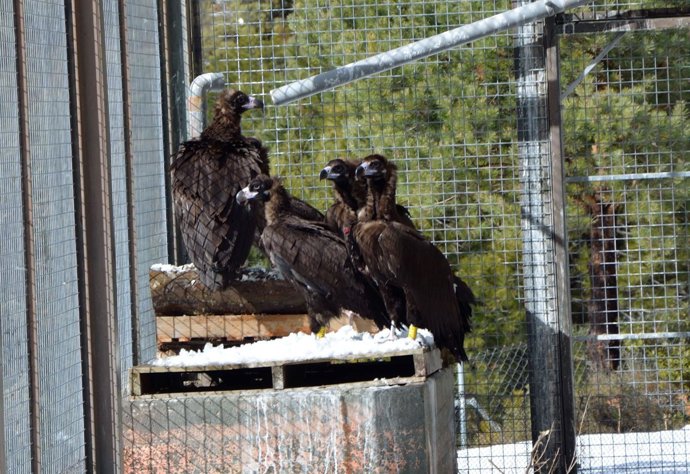 Buitres reintroducidos en el Pirineo de Lleida