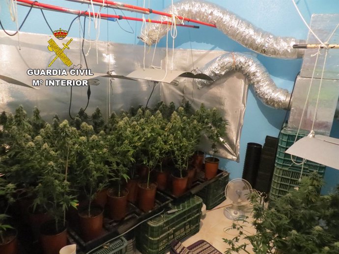 Cultivo con 62 plantas de marihuana desmantelado en El Ejido