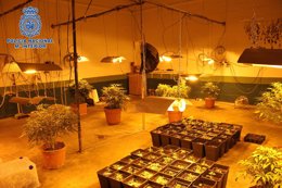 Plantas de marihuana