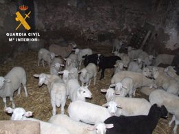 La Guardia Civil ha recuperado los 43 corderos robados en Rueda de Jalón