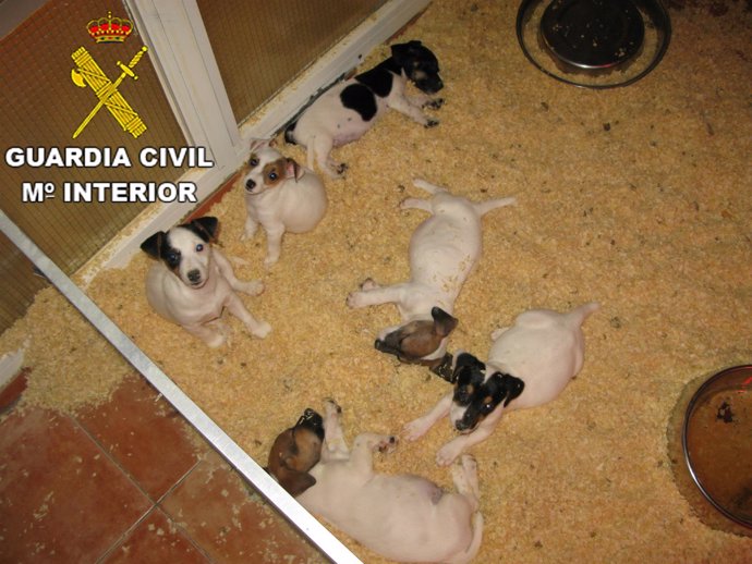 Cachorros de perro intervenidos en establecimientos de Barcelona