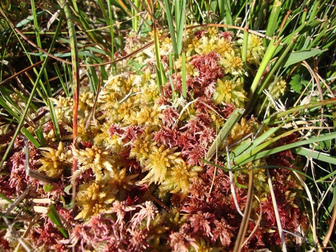 Esfagnos, musgo típico de turberas, en Arxuri. 